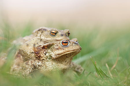 mating, frog, toad, nature, love, green, animals