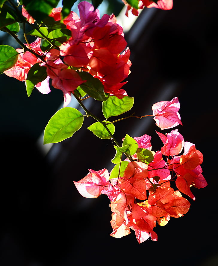Bugenwilla, kwiaty, kwiaty, Natura, ogród, rano, Sri lanka