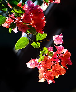 Bougainvillea, kukat, kukkii, Luonto, Puutarha, aamu, Sri Lankassa
