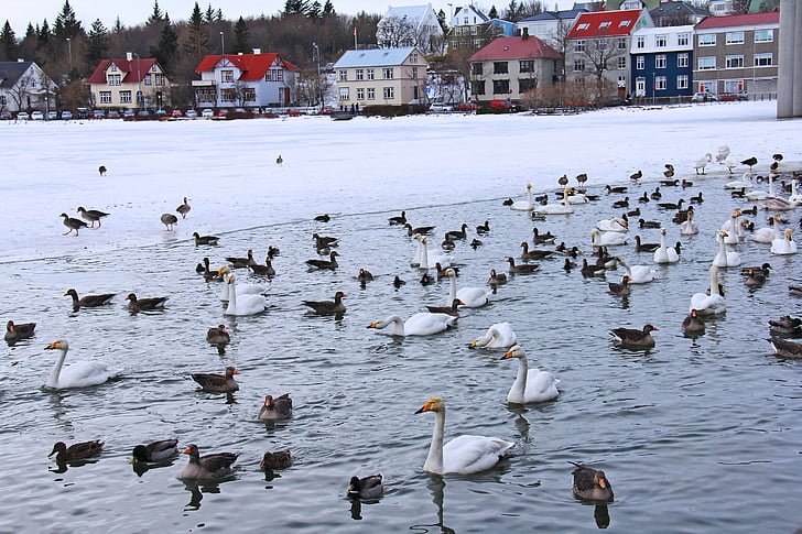 pond, lake, swans, ducks, geese, cold, ice