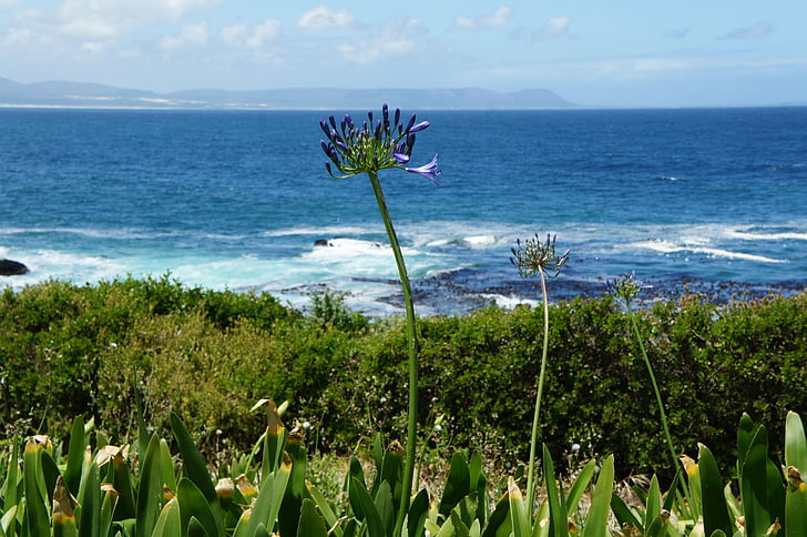 Hermanus, Južna Afrika, Ocean, narave, obala, vode, počitnice