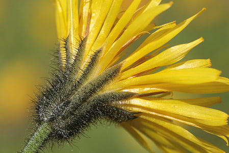 willemetia stipitara, цветок, Блум, Блоссом, стебель, завод, Природа