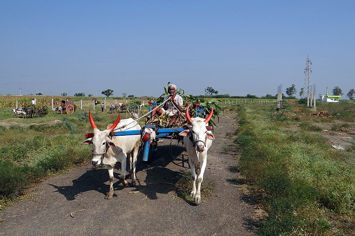 Trzcina cukrowa, tło, Bullock koszyka, transportu, nargund, Karnataka, Indie