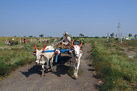 canna da zucchero, Priorità bassa, carrello di manzo, trasporto, Nargund, Karnataka, India