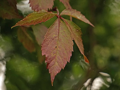 Leaf, jeseň, listy na jeseň, strom, Príroda, Sezóna, rastlín