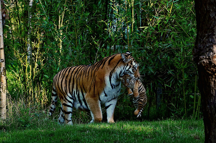 Tygrys, Tiger baby, matka i dziecko