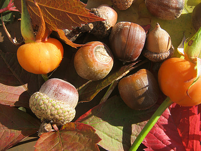 glands, fruits, brun, automne, décoration, ensoleillée, jaune