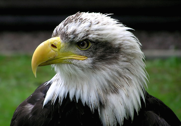 Aquila calva, Adler, Raptor, uccello, Stemma di uccello, Stati Uniti d'America, Aquila munita bianca
