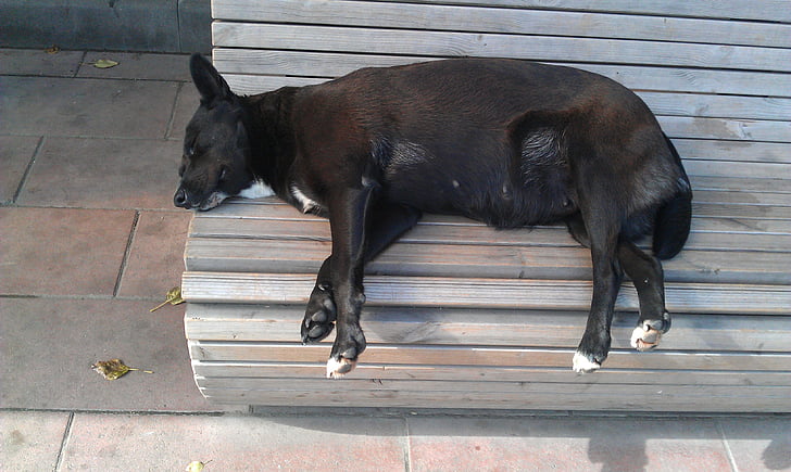 köpek, uyku, sokak, sıcak, tatil, siyah, güneşli