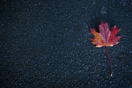 red, maple, leaf, grey, surface, road, autumn