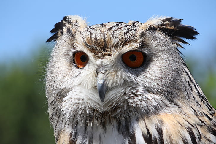 Eagle owl, pták, volně žijící zvířata, Při pohledu na fotoaparát, portrét, zvířecí přírody, detail