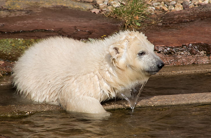 Pavasaris, Polar bear, jaunais dzīvnieks, Šarlote, leduslācis kub, Tiergarten, Nuremberg