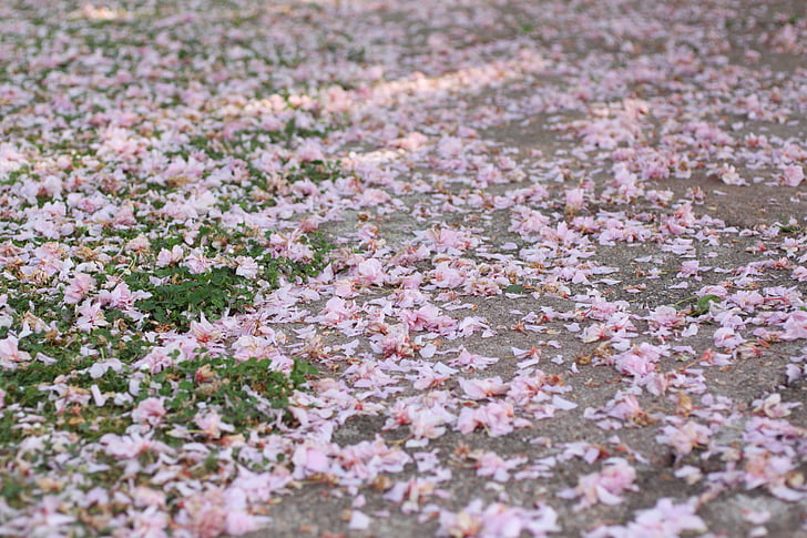 kelopak bunga, merah muda, padang rumput, kaki, menebari