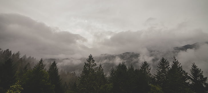 black, white, weather, trees, fog, clouds, nature