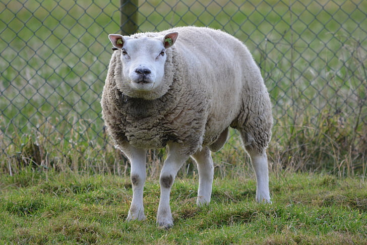 ovelhas, animal, Prado, fazenda, agricultura, pecuária, lã