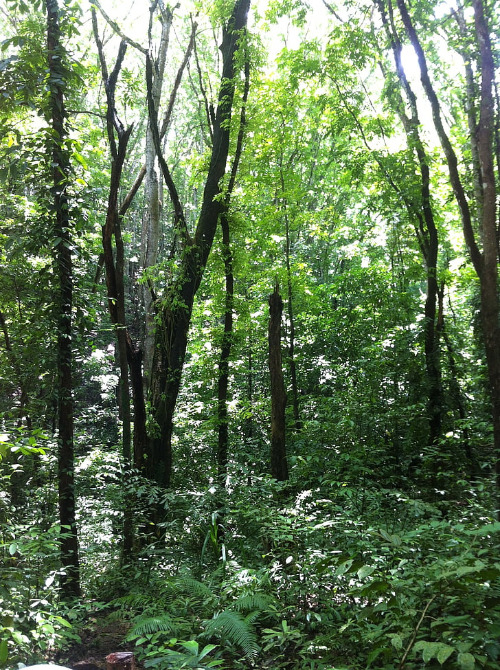 erdő, természetes, levél, természet, fa, Woodland, a szabadban
