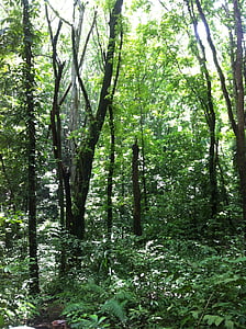 Forest, prírodné, Leaf, Príroda, strom, Woodland, vonku