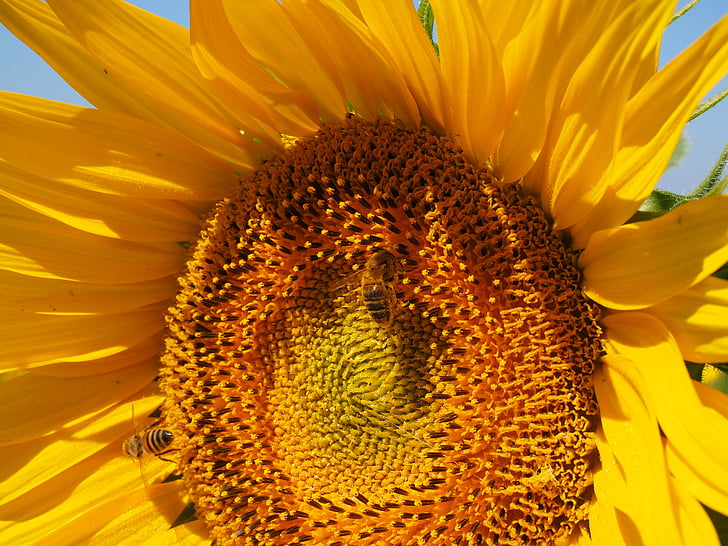 flor del sol, abeja, flor, floración, néctar de, Inflorescencia, cesta de flores