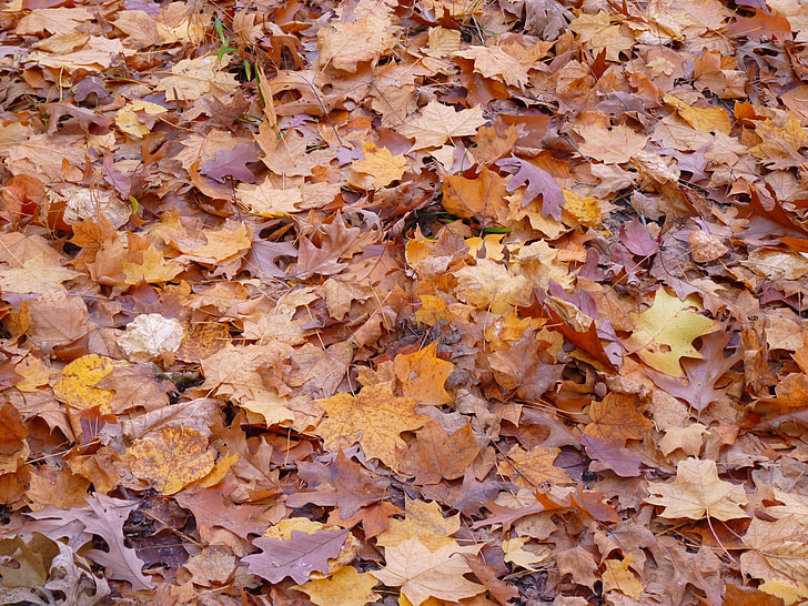 Blätter, Bäume, Natur, Herbst, fallen, Wald, Saison