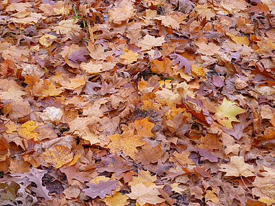 foglie, alberi, natura, autunno, caduta, foresta, stagione