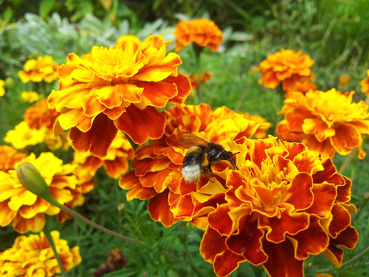flor, natureza, amarelo, abelha, jardim, inseto, Afrikaner