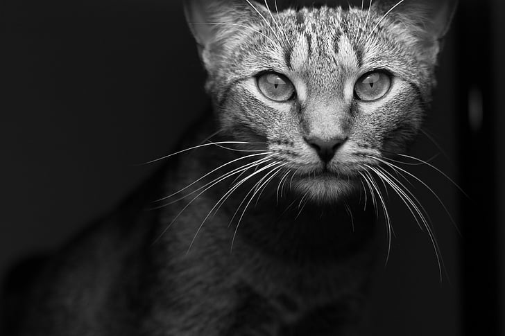 gris, escala, Fotografía, gato, animal, ojo, mascota