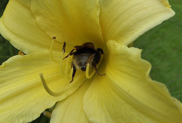 gele bloem, Lily, Tuin, Blossom, Bloom, sluiten, Bee