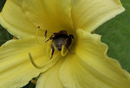 flor amarela, lírio, jardim, flor, flor, fechar, abelha