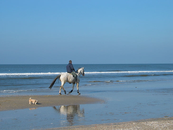 horse, mold, rider, dog, beach, sea, sand water