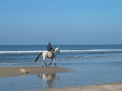 arklys, pelėsiai, raitelis, šuo, paplūdimys, jūra, smėlio vandens