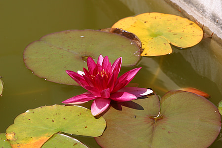 water lily, Nuphar lutea, Bloom