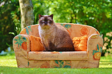 pohovka, gauč, kočka, Britská krátkosrstá kočka, anglický plnokrevník, kožešina, hnědá