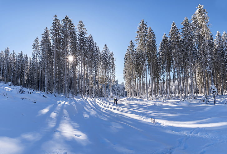 Príroda, Príroda, Woods, Forest, sneh, zimné, za studena