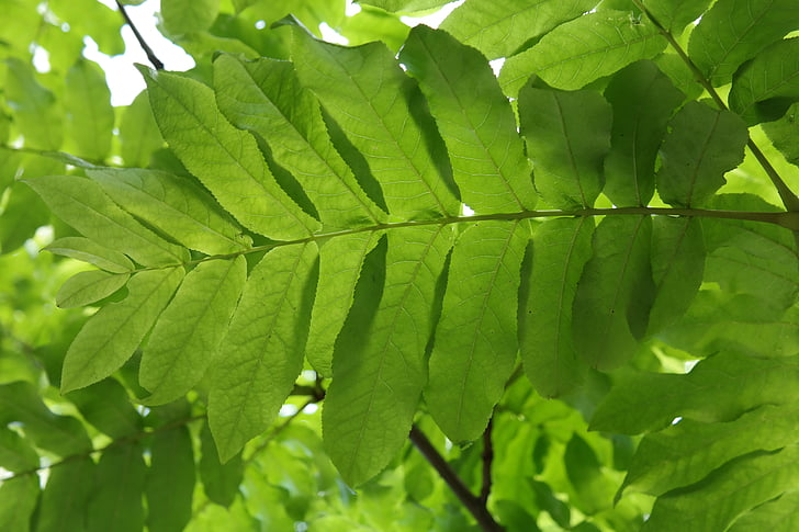 Leaf, grön, Leaf fronds, motljus, Leaf revben, Pterocarya fraxinifolia, lövträd