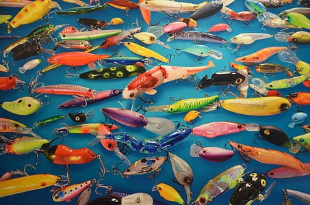sztuka, Kolor, ryby, przynęta, kolorowe, Biennale