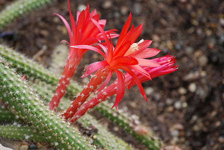kaktus, Cactaceae, disocactus martianus, ørkenen blomst, spiky, torner