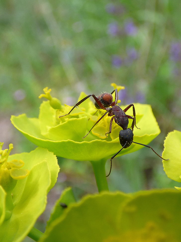 ant, flower, detail, insect, one animal, animals in the wild, leaf