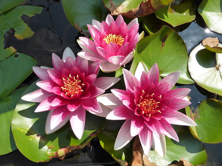 flower, lily, lotus, pond, water flower, nature, water Lily