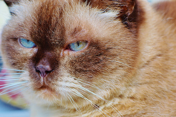 gato, shorthair britânico, Mieze, olho azul, puro-sangue, Querida, doce