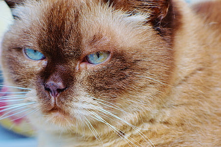 mačka, Britská mačka, mieze, modrých očí, plnokrvník, Vážení, sladký