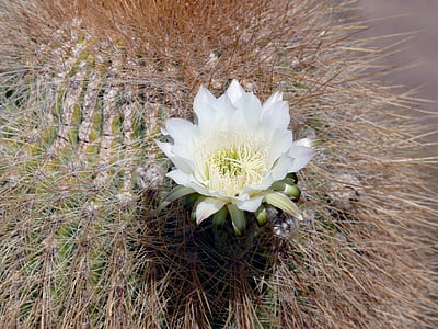 kvitnúce, kaktus, Bolívia, kvet, Príroda, biela farba, detail