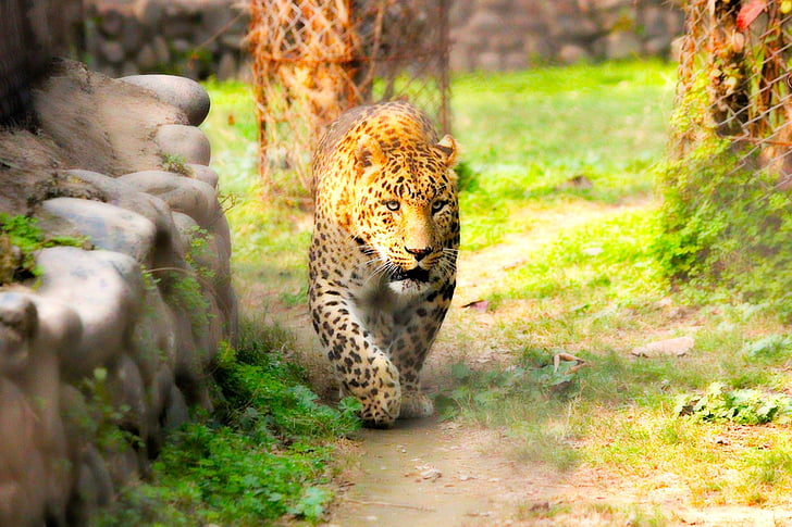 animal, Lleopard, rei, vida silvestre, natura, salvatge, Safari