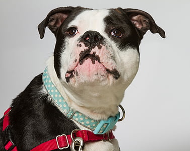 bulldog, dog, portrait, canine, domestic, pose, sitting