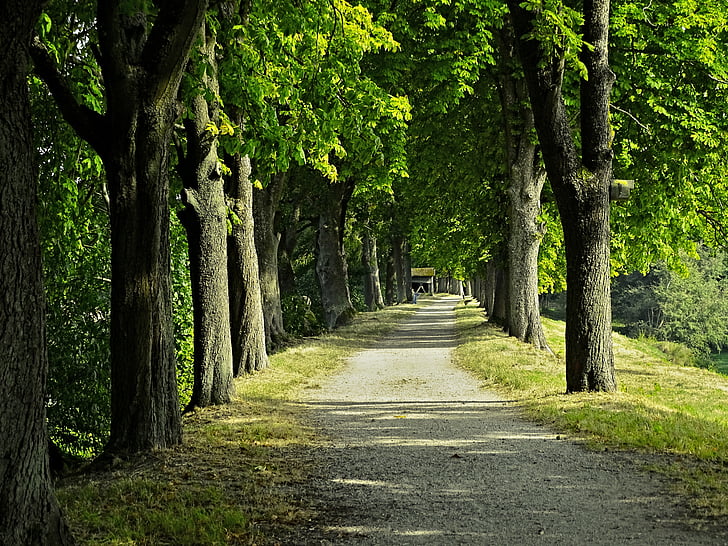 Avinguda, avinguda de castanyes, arbres, Castanyer, distància, natura, l'estiu