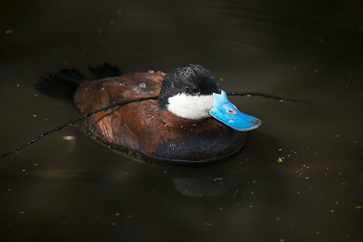 Ruddy duck, watervogels, blauw, eend