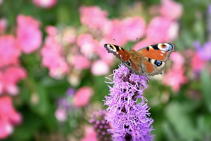 paó europeu, paó de papallona, papallona, l'estiu, jardí, paper d'empaperar, fons