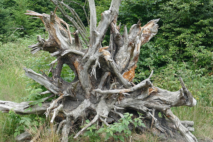 root, suuri, jättimäinen, Luonto, Metsä