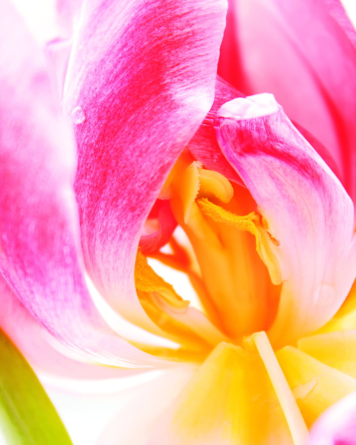 Tulipa, flor, flor, flor selvagem, floral, Verão, natural