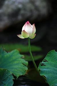 Lotus, hvid, bud, Mein, buddhisme, grøn, Lotus blad