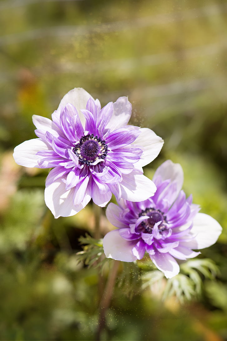 Anemone, fioletowy biały, Bi kolor, bicolor anemone, kwiat, Bloom, płatki